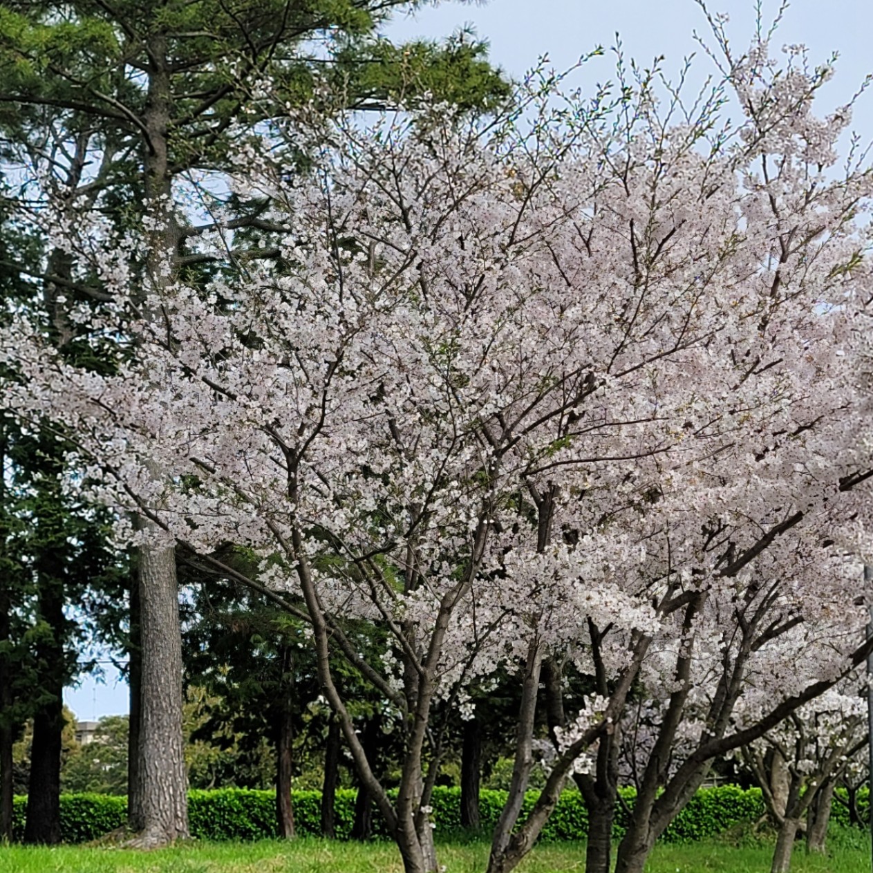 さくら