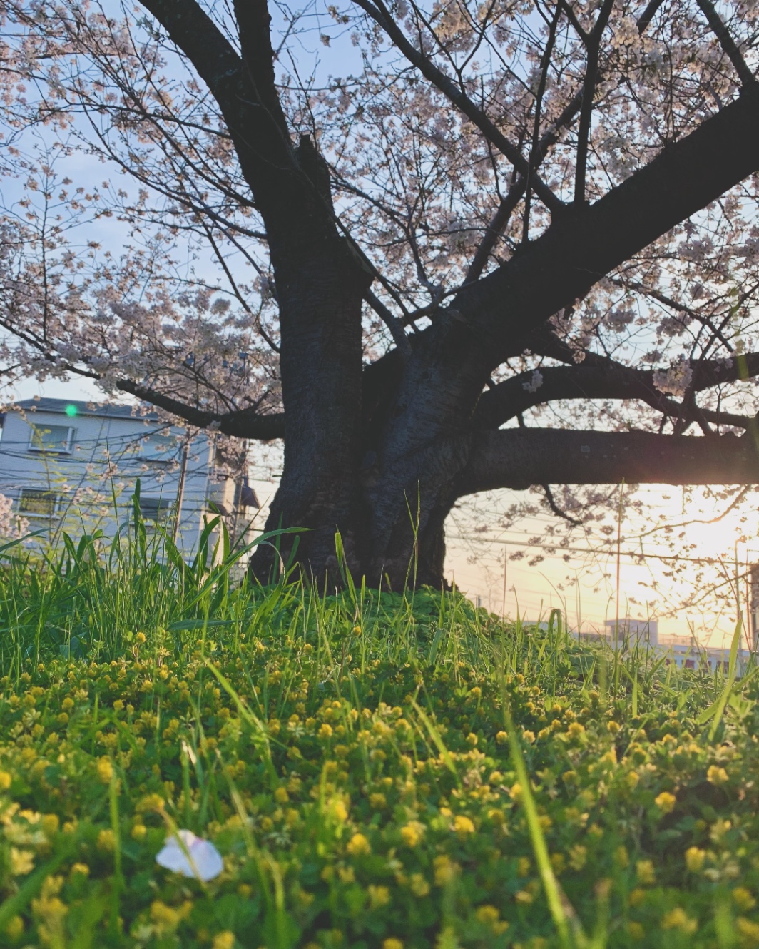 西陽をバックに撮ったアオリの構図の桜の写真。黄色い小花が咲く芝生にどっしりと太い幹が根付く立派な桜。左手前に桜の花びらが一枚落ちている。