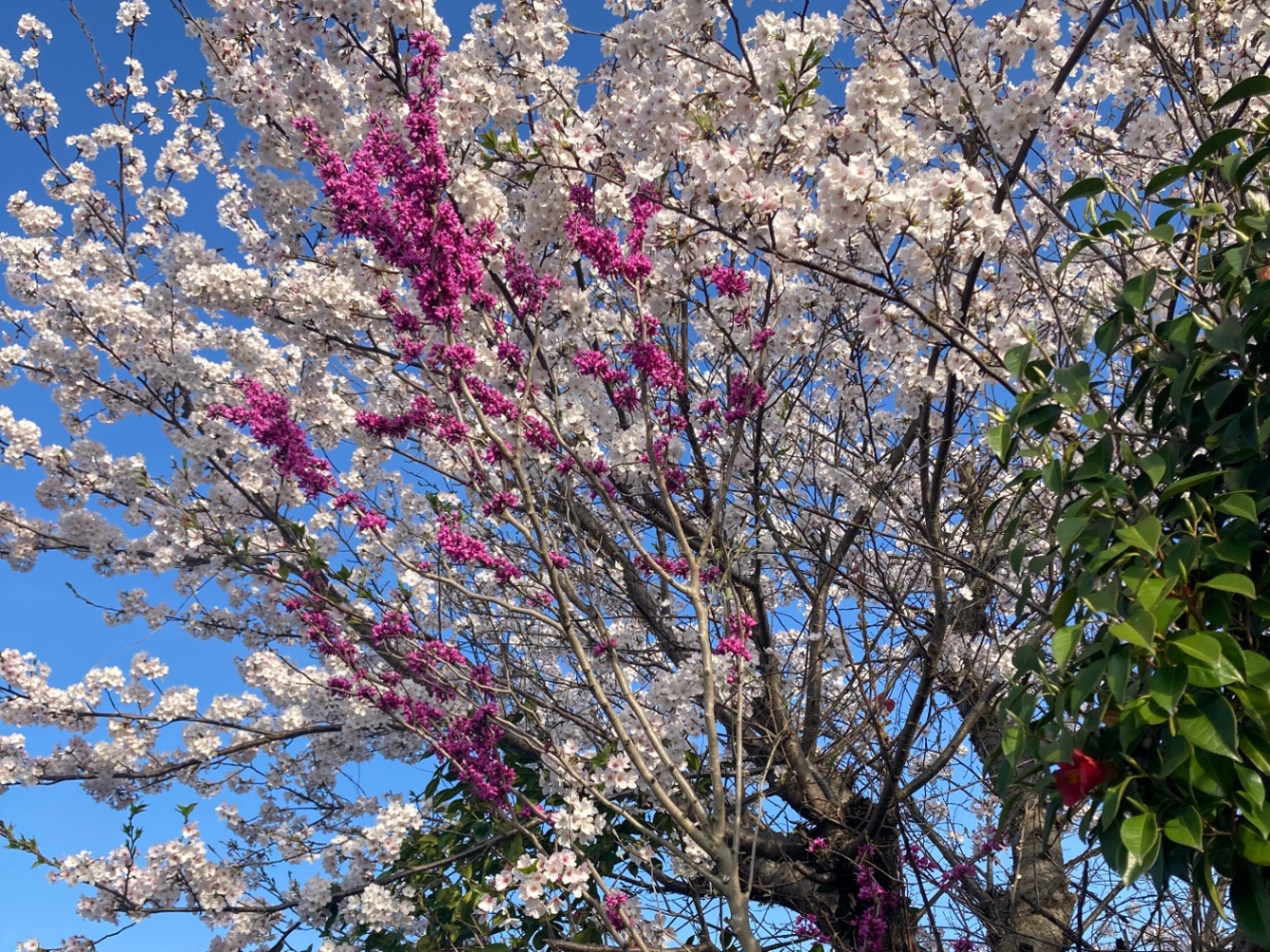 花の写真。青空をバックに、手前から赤色の椿と濃いピンク色のハナズオウと薄いピンク色の桜が咲いている。