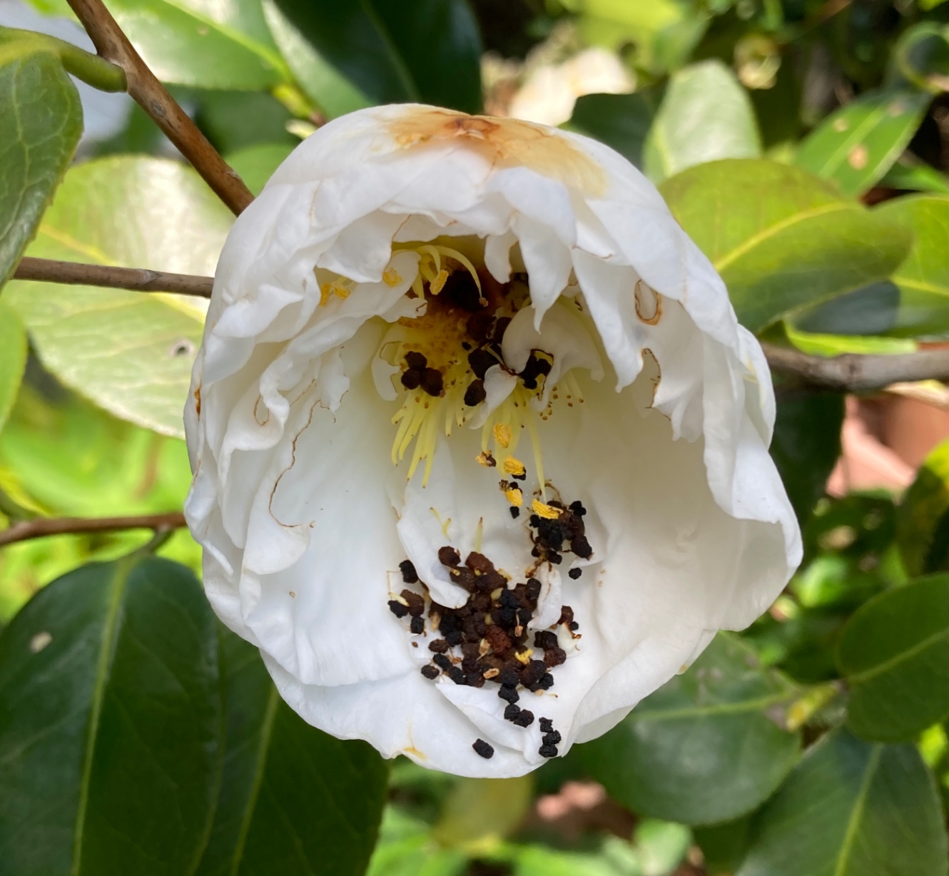 5分咲きの白い椿。真ん中に大量の芋虫のフンが詰まっていた。