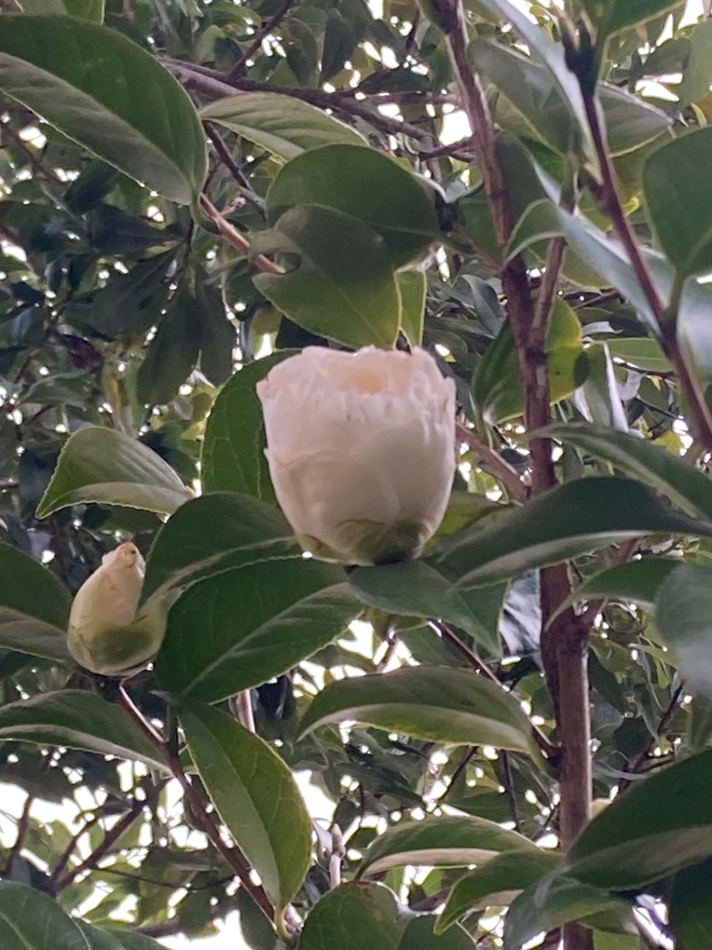 白い椿の写真。椿の花が開こうとしている。