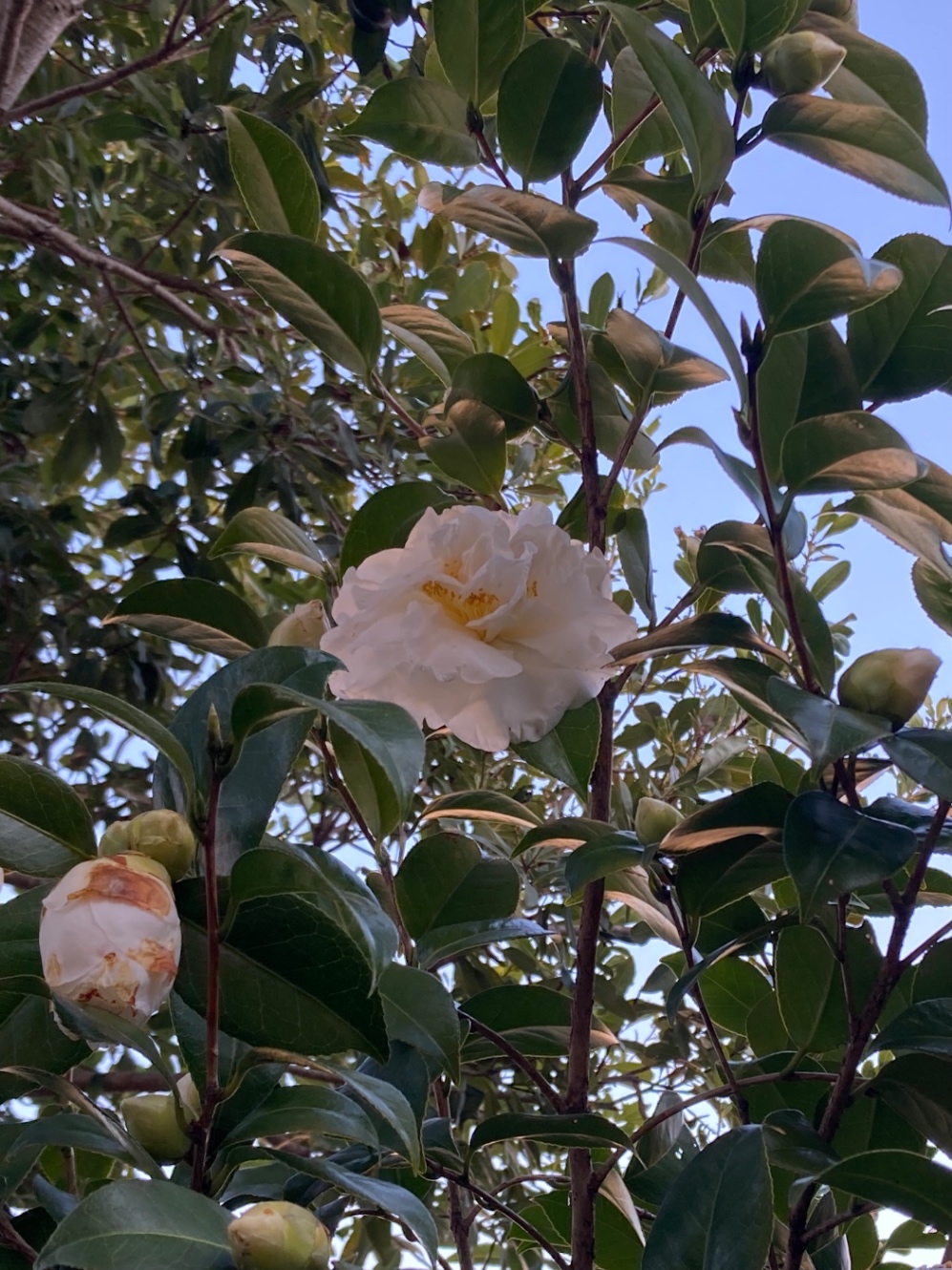 白い椿の写真。大きな八重の椿の花が咲いている。