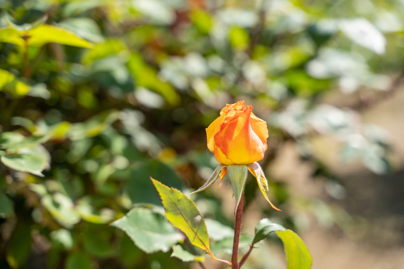 美味しそうな色の薔薇