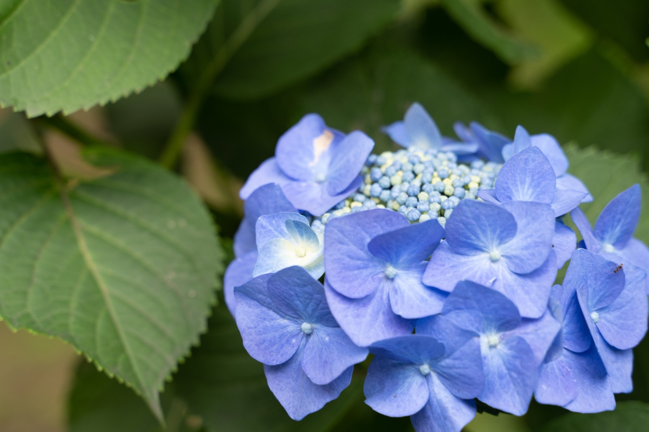 紫陽花　私が好きな品種