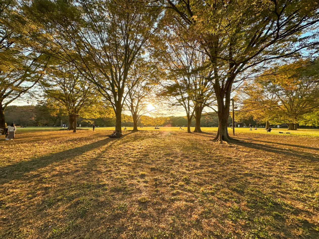 夕暮れの代々木公園　iphoneの広角に感動