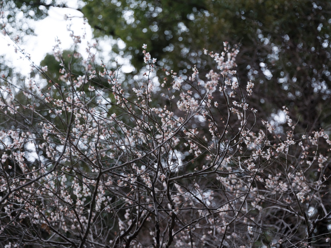 散りかけの梅の花が付いた細い梅の木