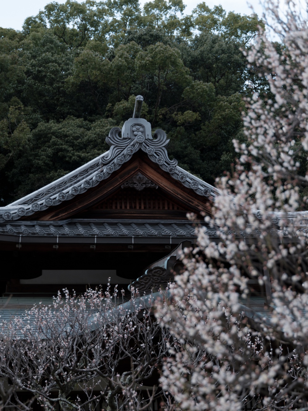 手前に梅の木がぼけていて、奥に瓦ぶきの和風建築が見える。