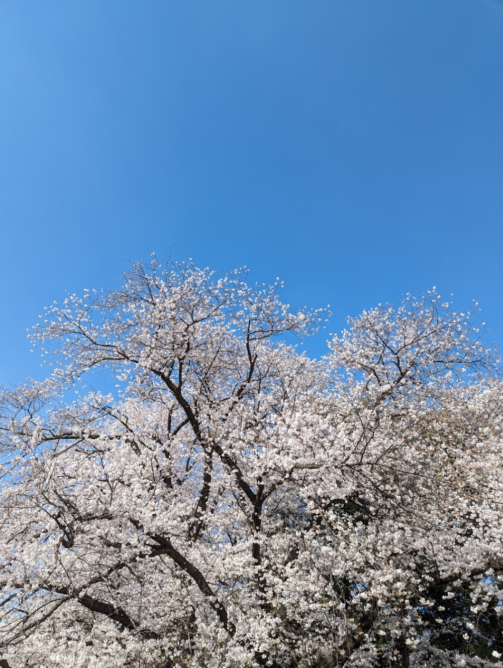 砧公園の桜