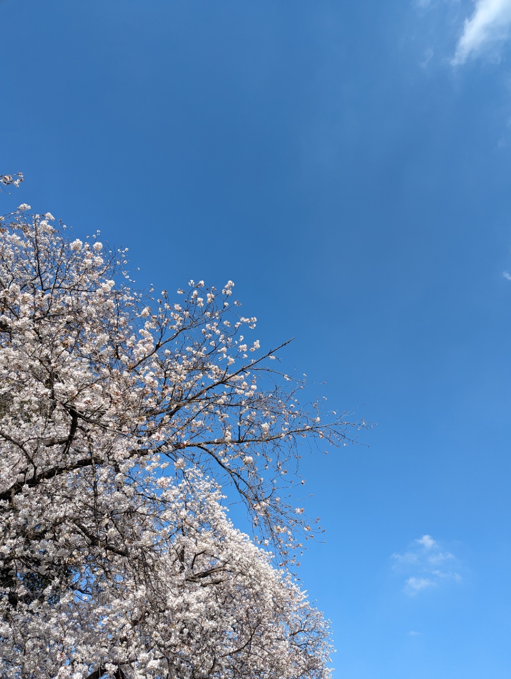 砧公園の桜2