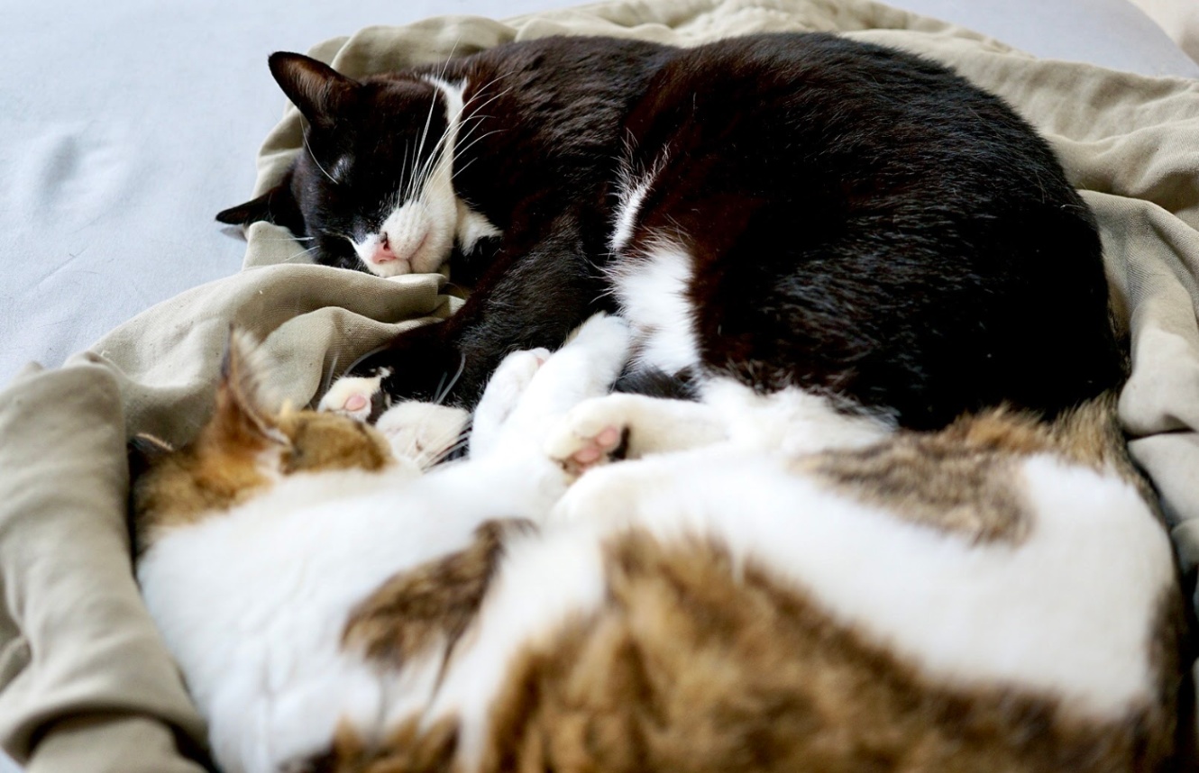 向かい合って眠る黒白靴下猫とキジ白猫
