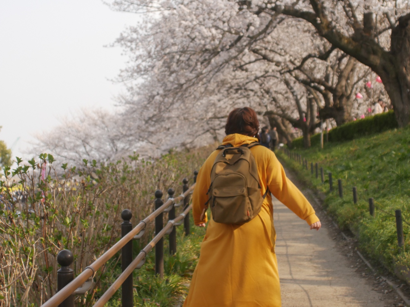 桜並木をゆくパートナー