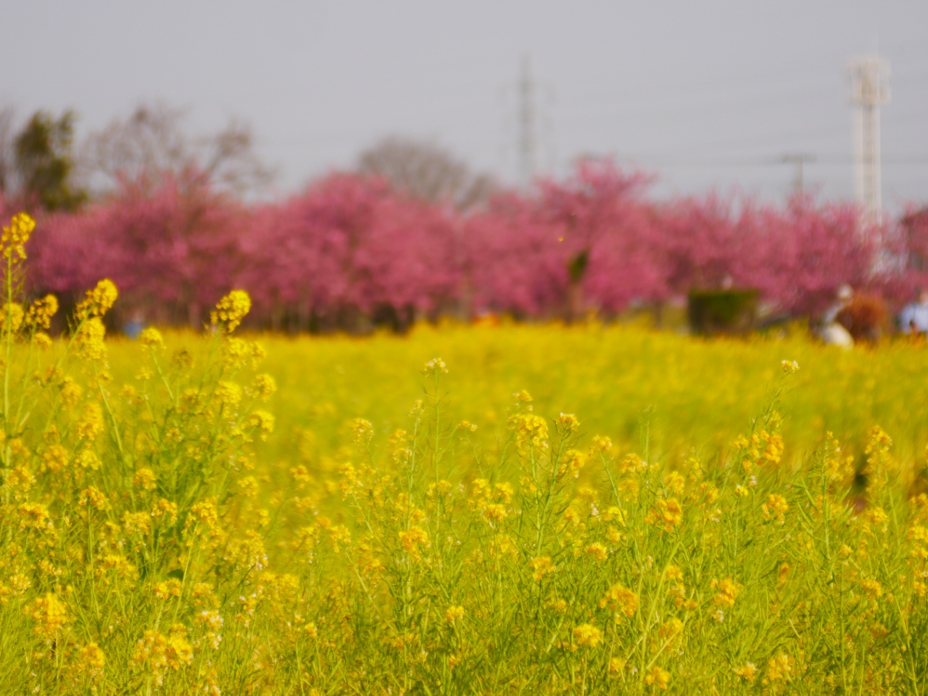 鮮やかなイエローと濃いピンクのコントラストが印象的な写真。満開の菜の花畑が手前に、花桃の並木が遠くに見える。