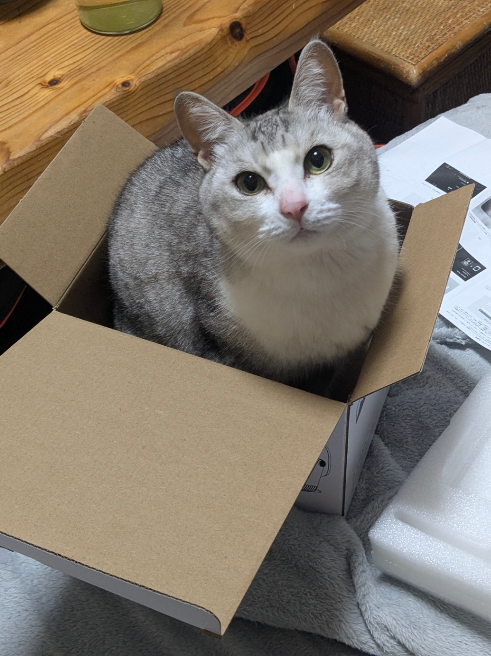 プロジェクターが入っていた箱の中にはまり込むようにして座るねこ