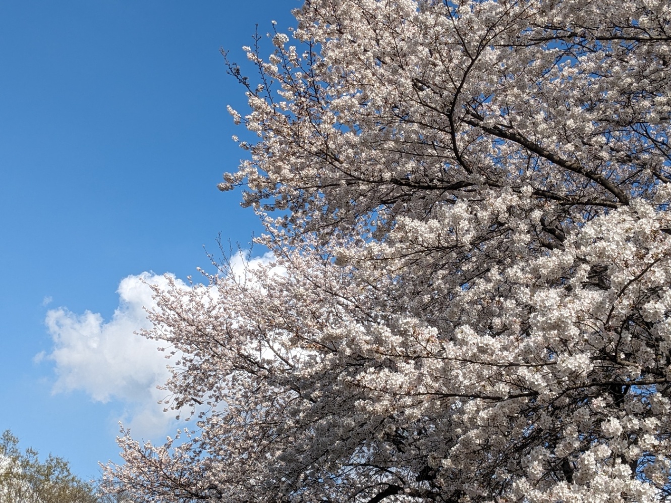 晴天、満開の桜