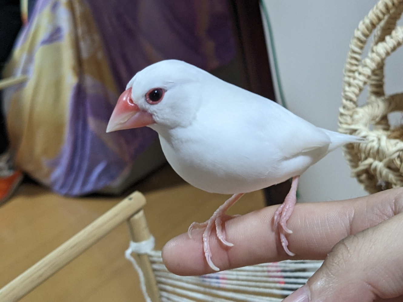 指に乗ってこちらをじっと見ている白文鳥