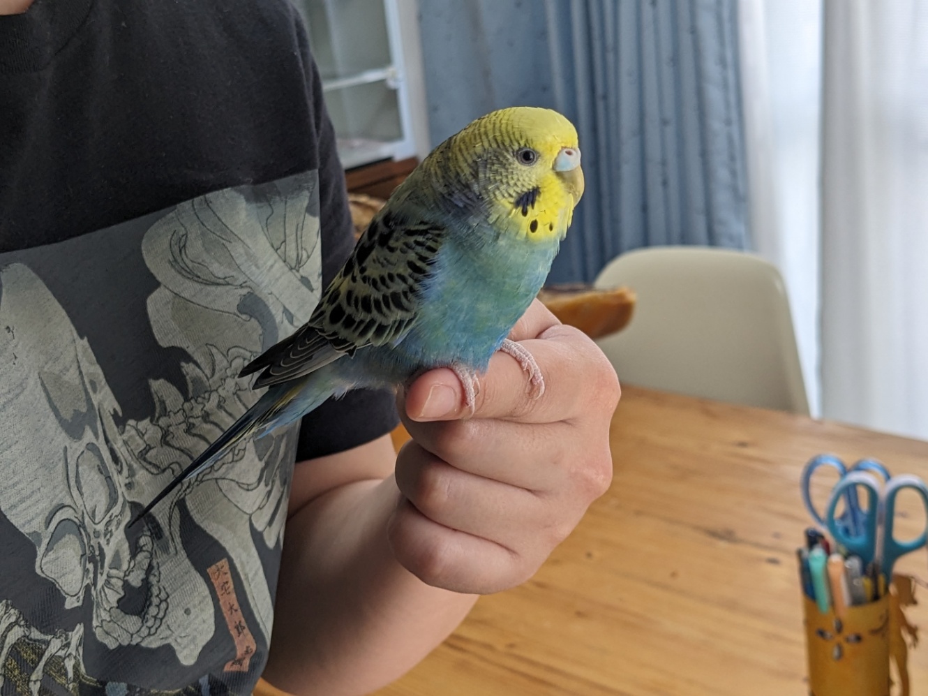 フォロイーの指にとまってくつろぐセキセイインコ