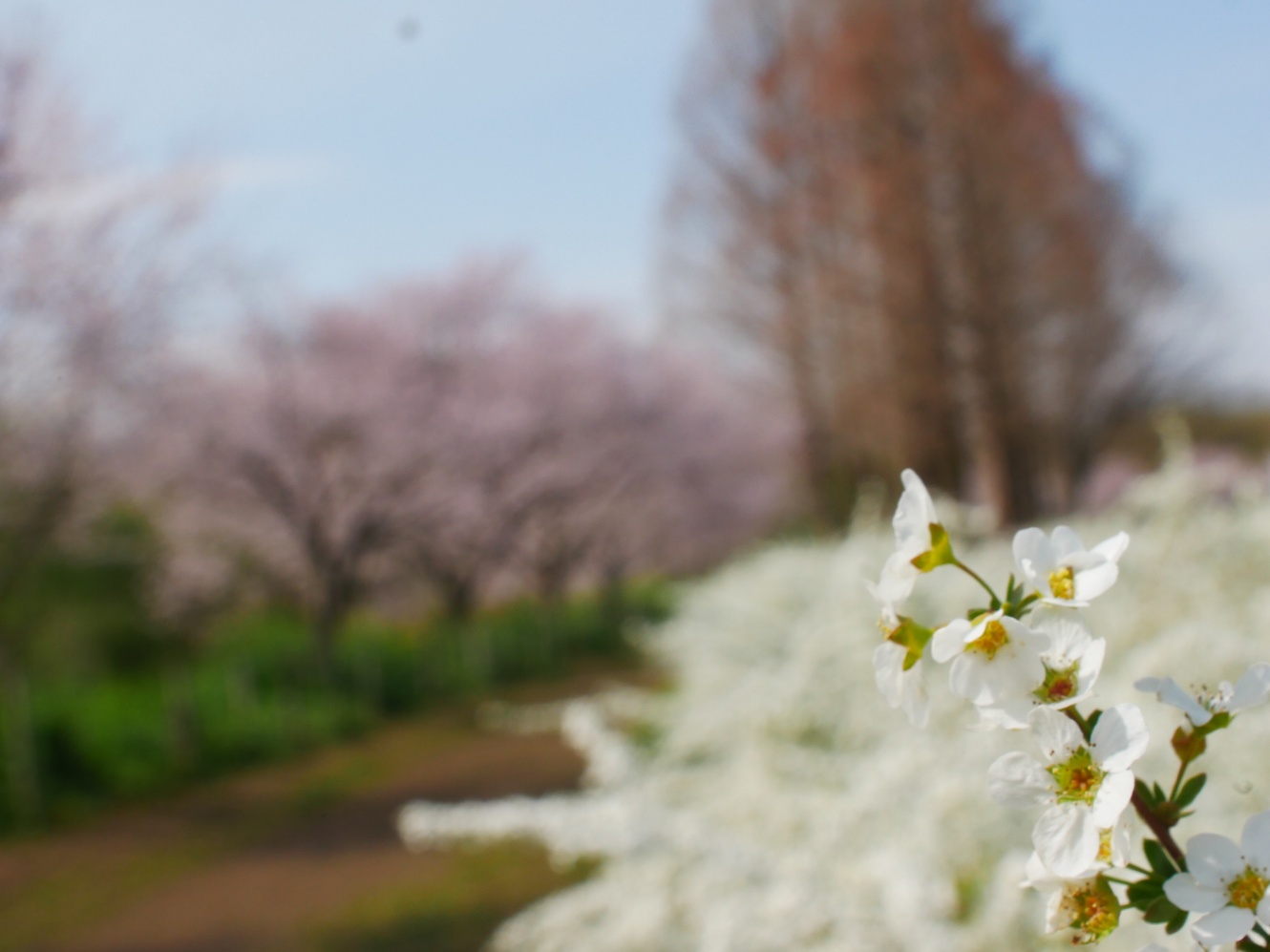 満開のユキヤナギのアップ。背景には満開の桜が見える。