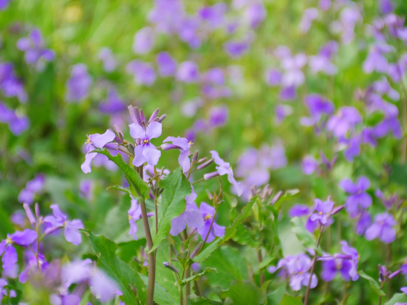 満開のハナダイコン