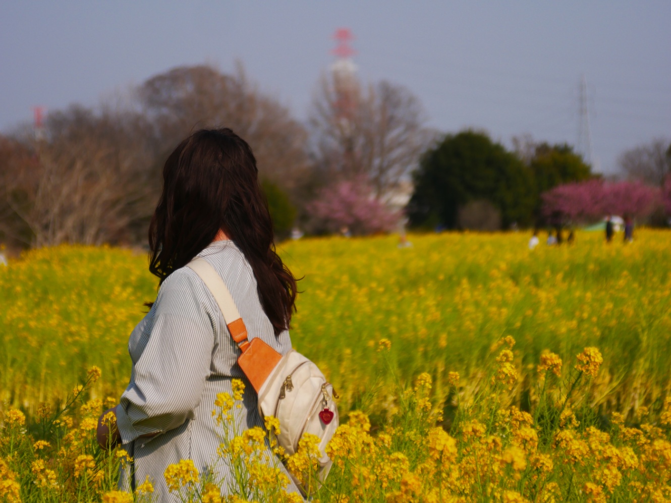 菜の花畑に立つ人物の後ろ姿。ゆるく巻いたロングヘアがわずかに風になびいている。