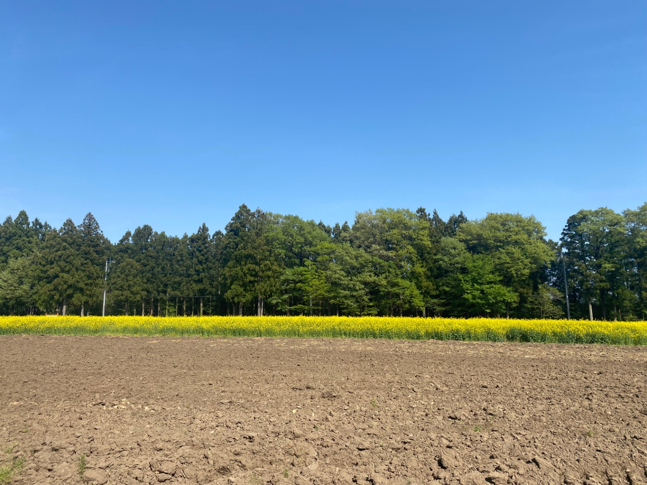 道の駅の隣に菜の花畑の迷路