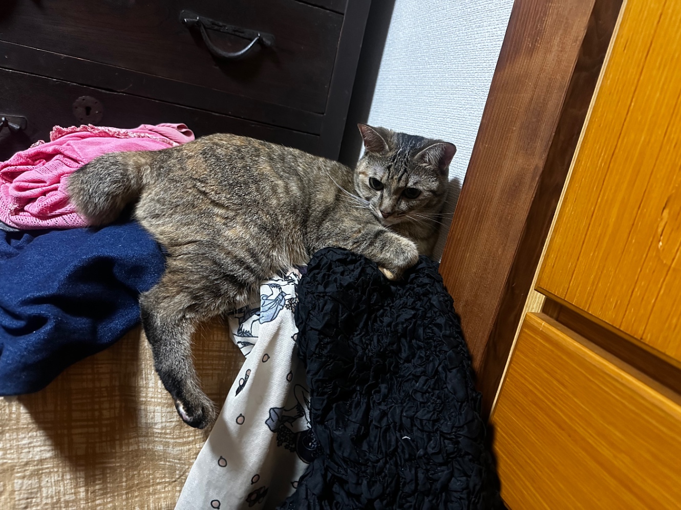 私の服をずり下ろしながら座るうろん