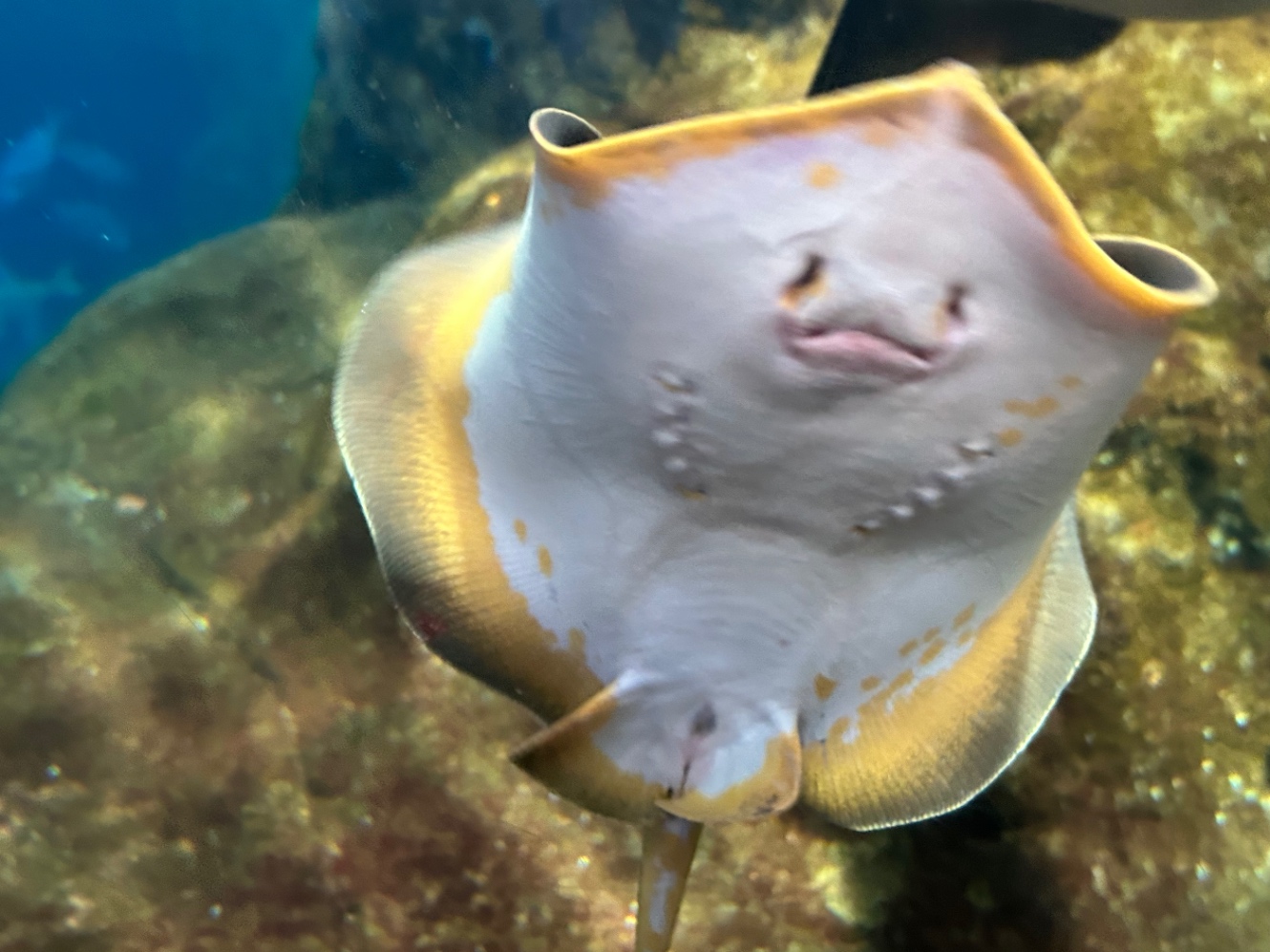 江ノ島水族館のエイ