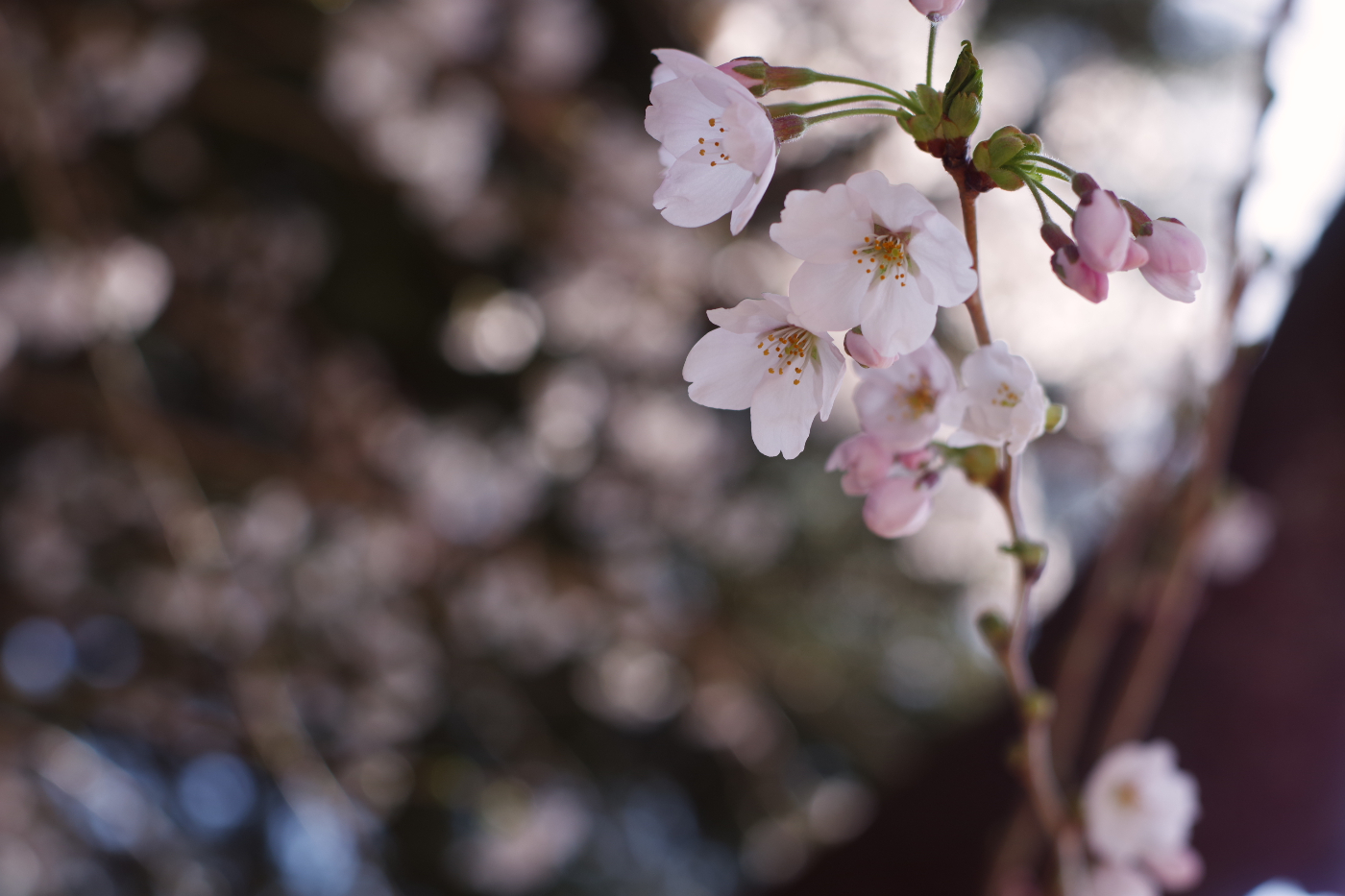 桜の写真