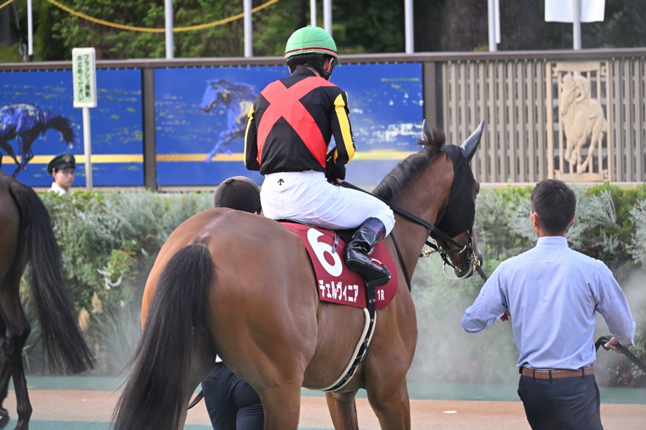 Z50Ⅱで撮影したパドック チェルヴィニアのおしり