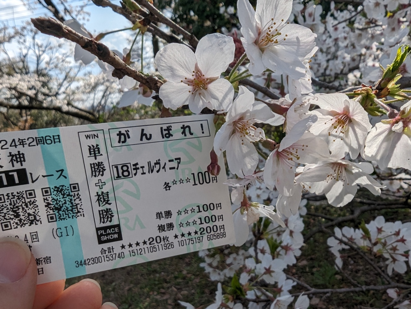 満開の桜とチェルヴィニアの応援馬券（桜花賞）