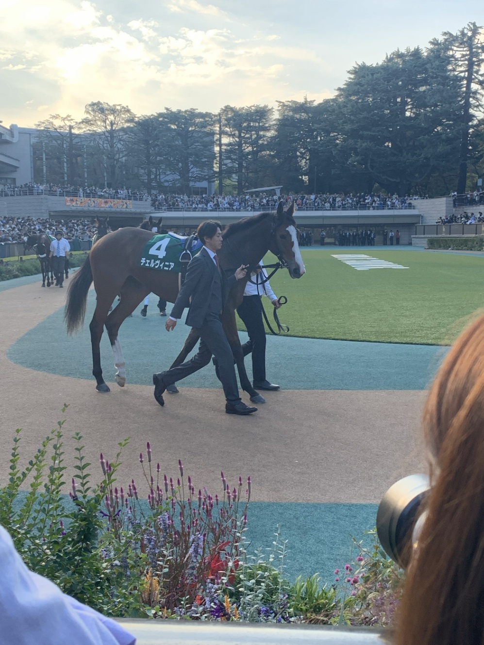 2023年アルテミスステークスのパドックでのチェルヴィニア