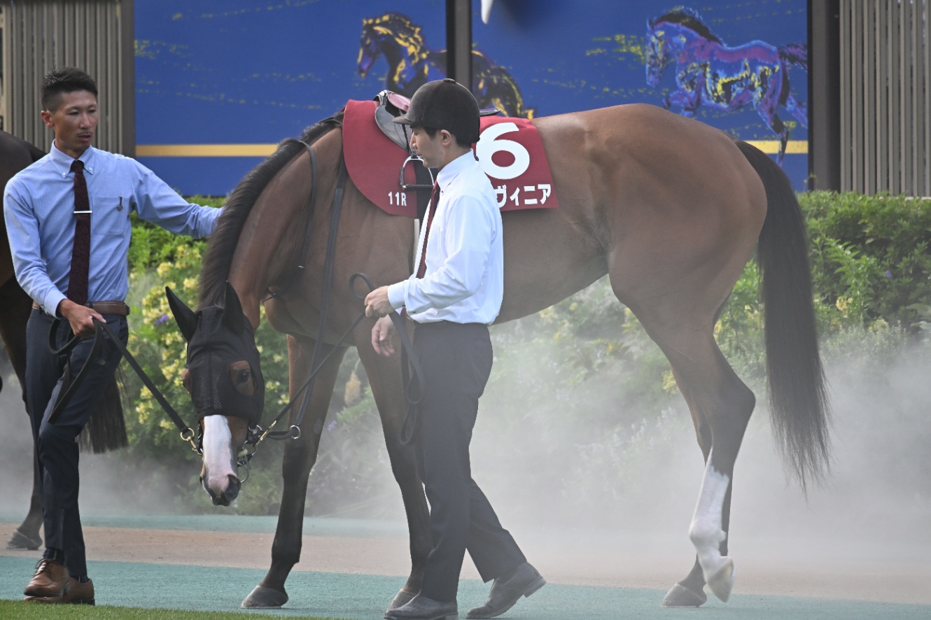 Z50Ⅱで撮影したパドック 横からのチェルヴィニア