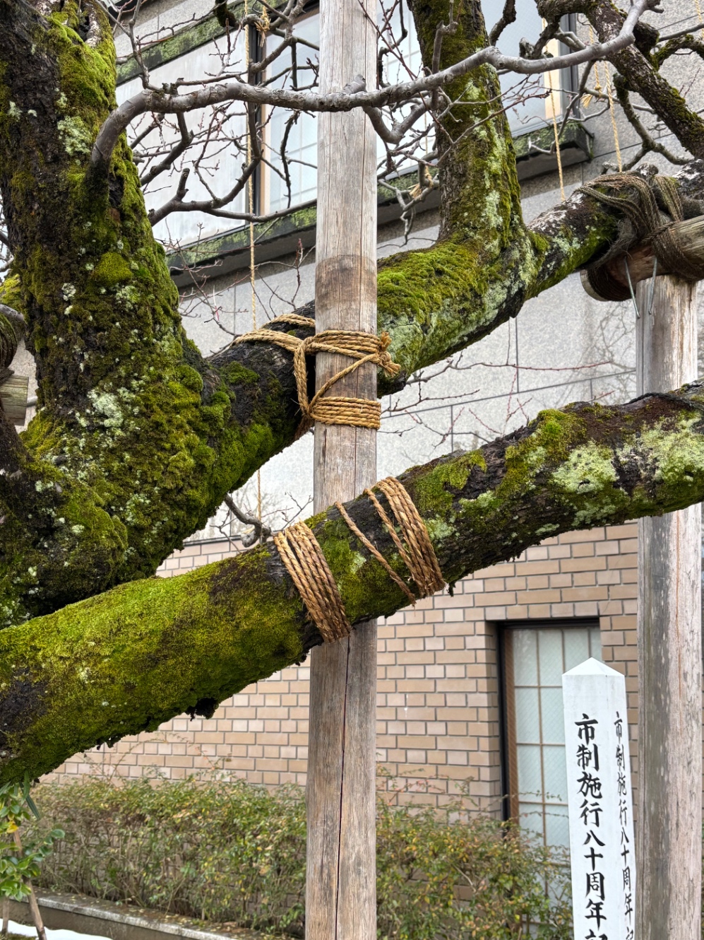 苔むした老木の大きな枝を、縄で添え木に括りつけている。