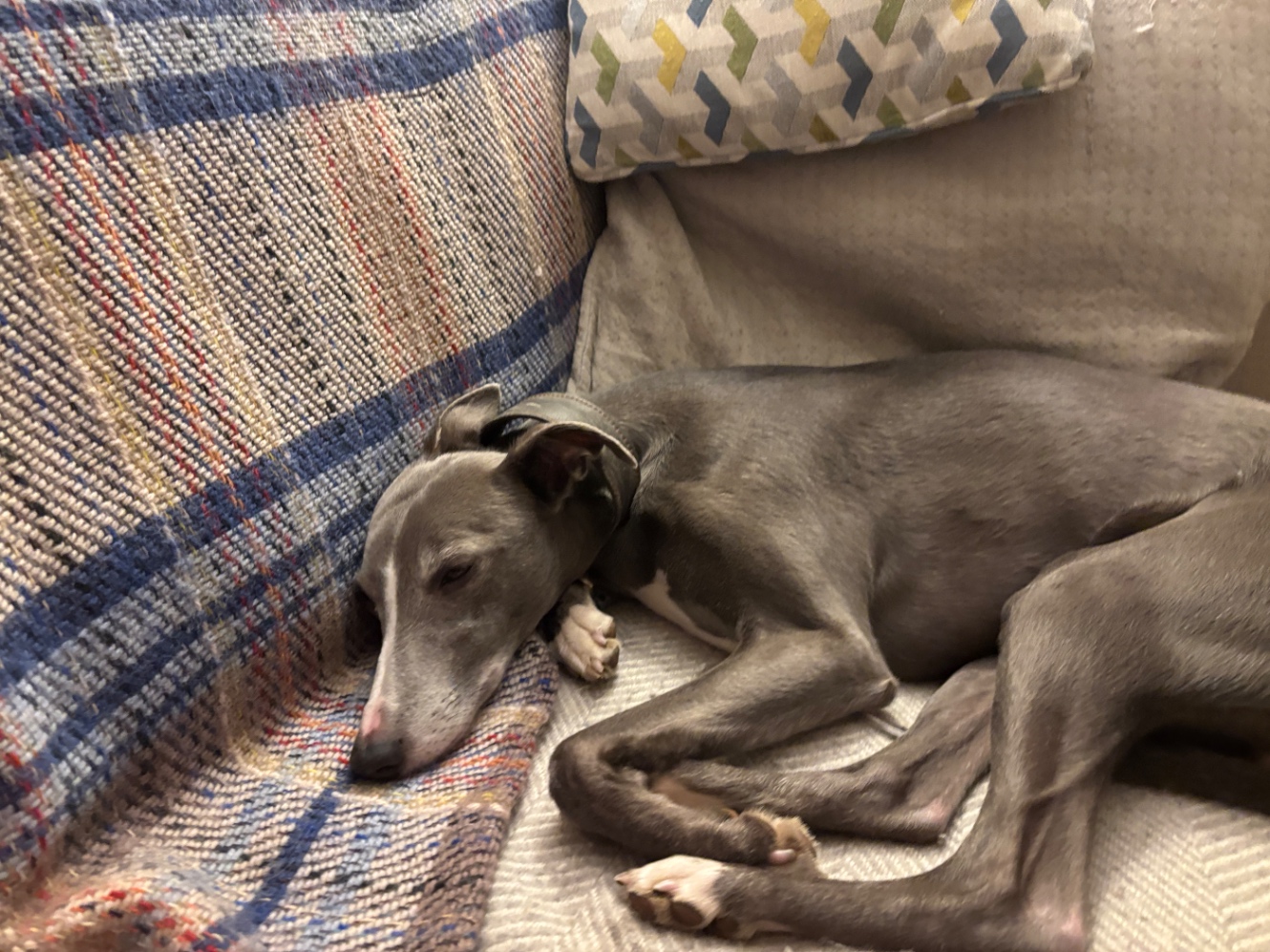 ぐでんとソファに横たわるグレーカラーのウィペット。