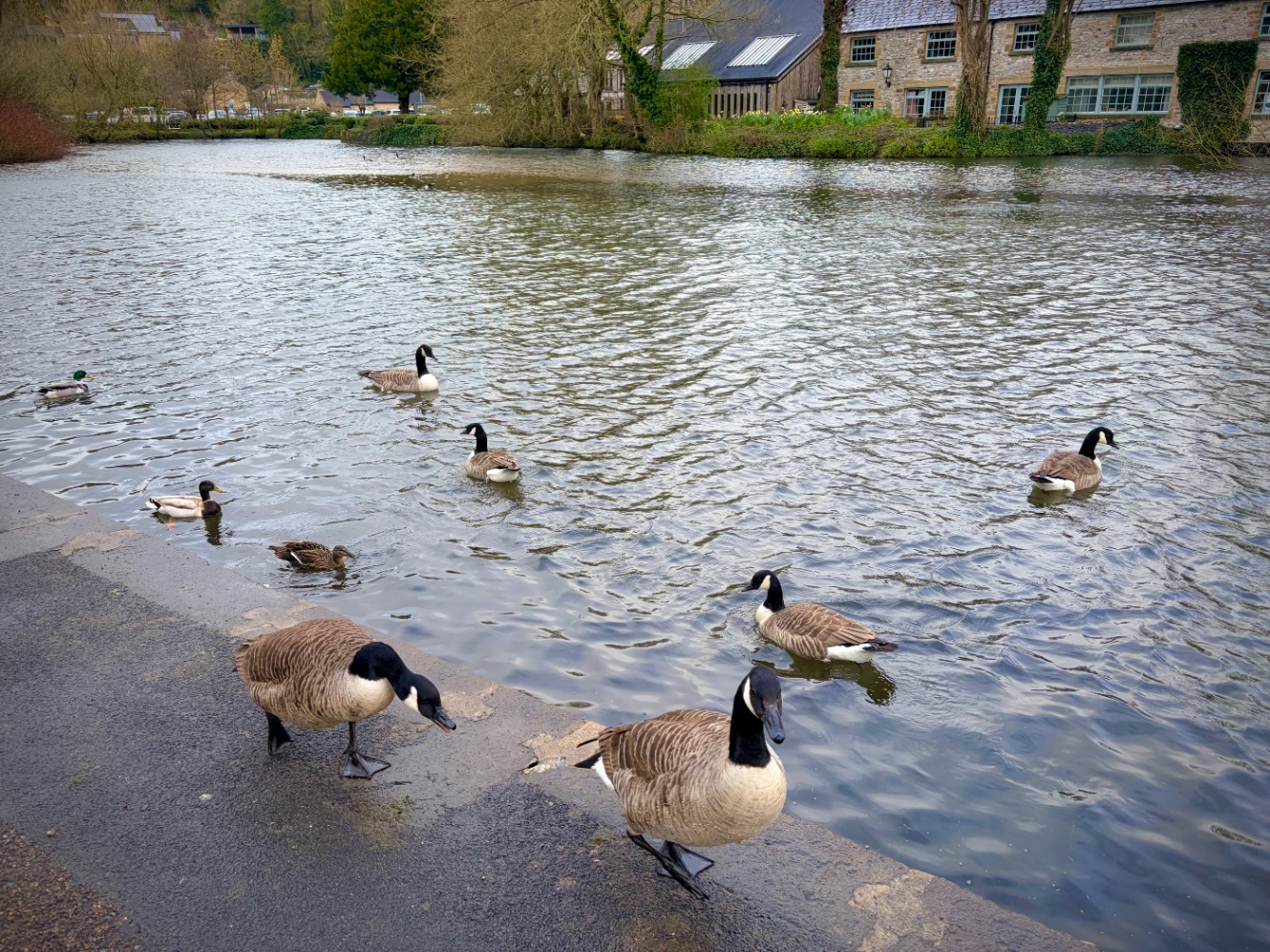 体の大きいカナダグース。羽はブラウン、顔から首はブラック。