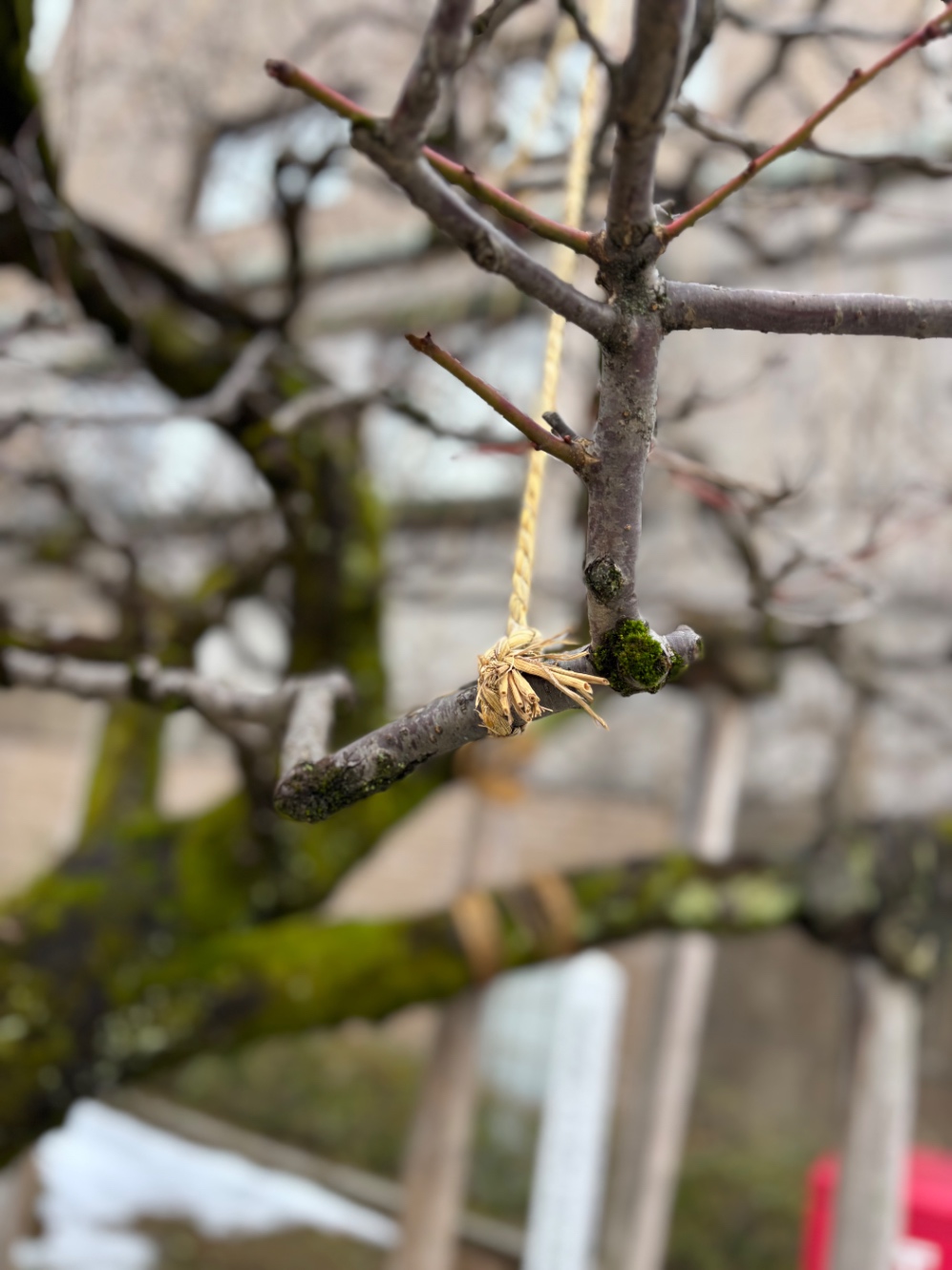 雪の重みで細い枝が折れないよう、縄で括ってある。