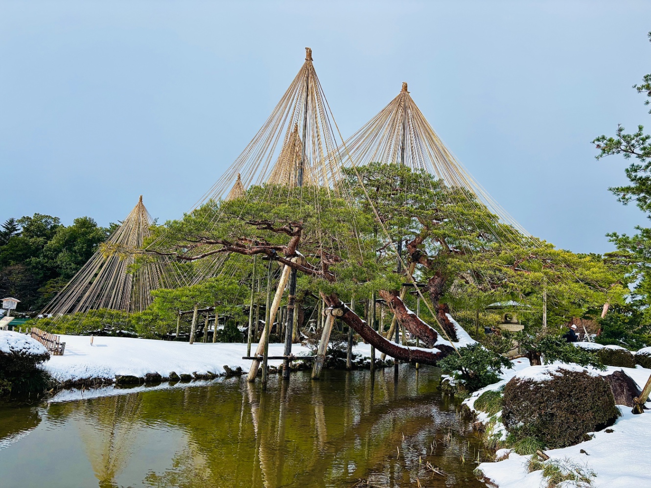 霞が池のほとり、兼六園の唐崎松。稲藁で三角錐の雪吊りを施した松の木が5本。