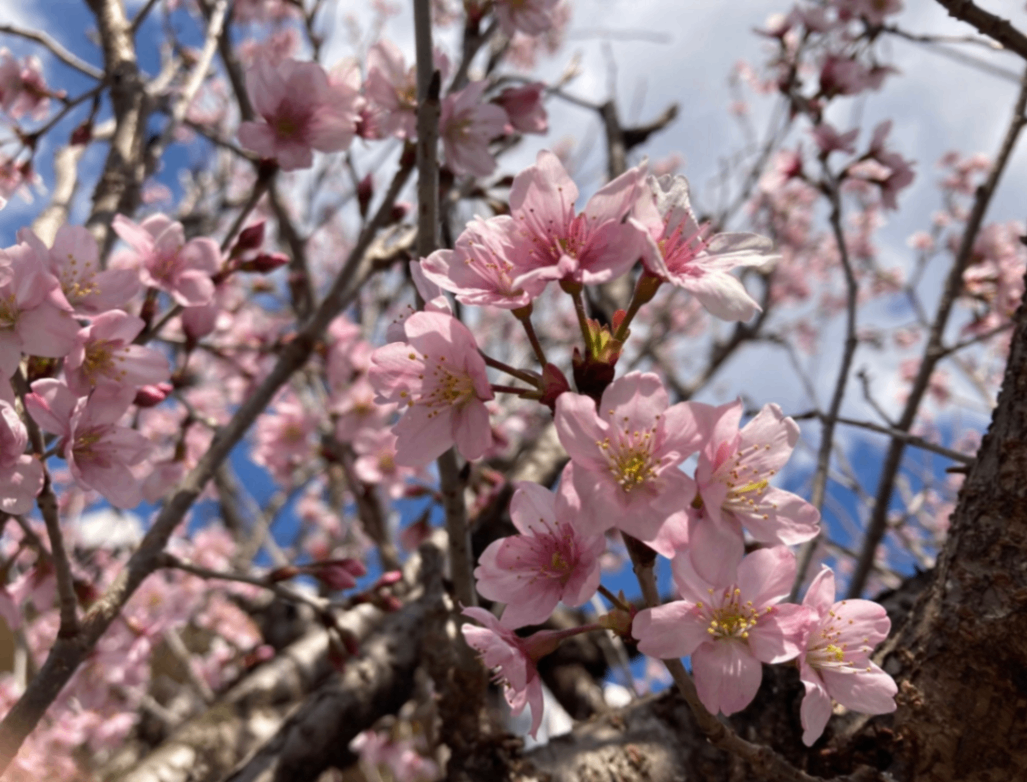 山桜