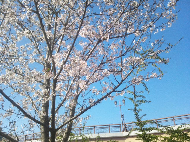 白川沿いに並ぶ桜の木