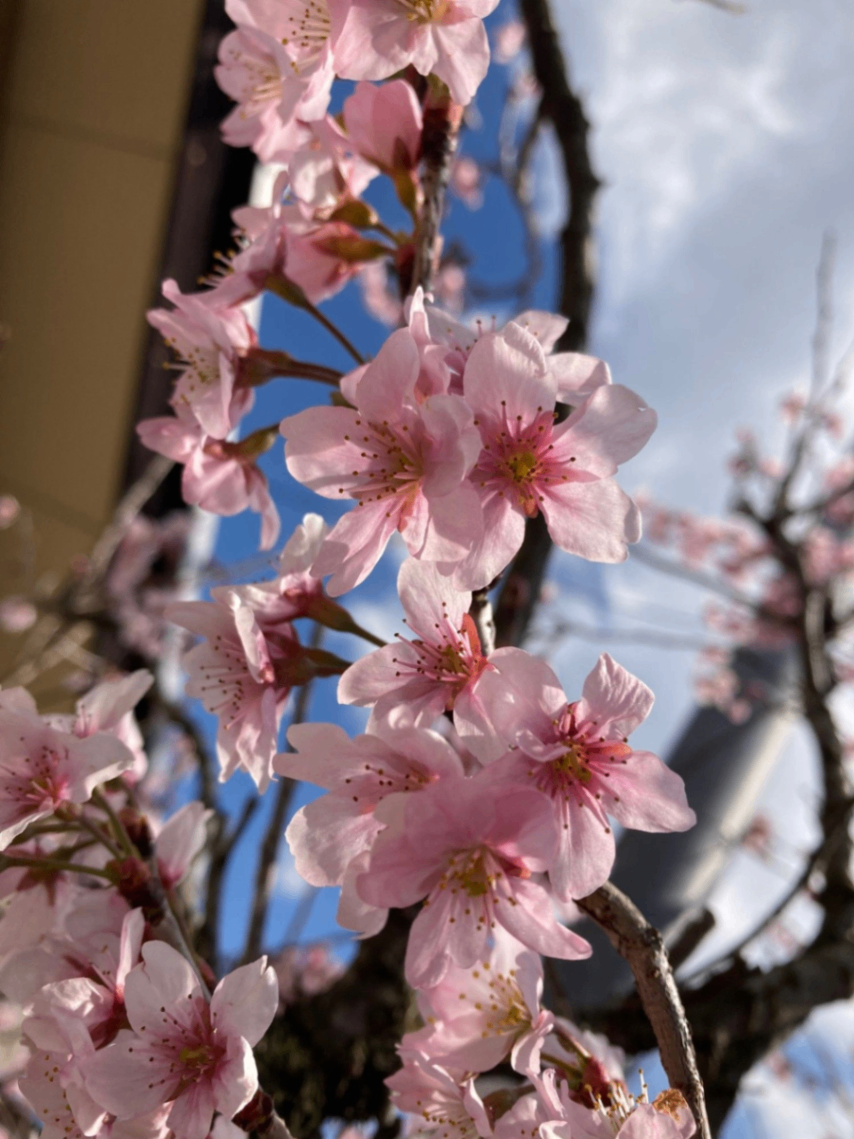 山桜