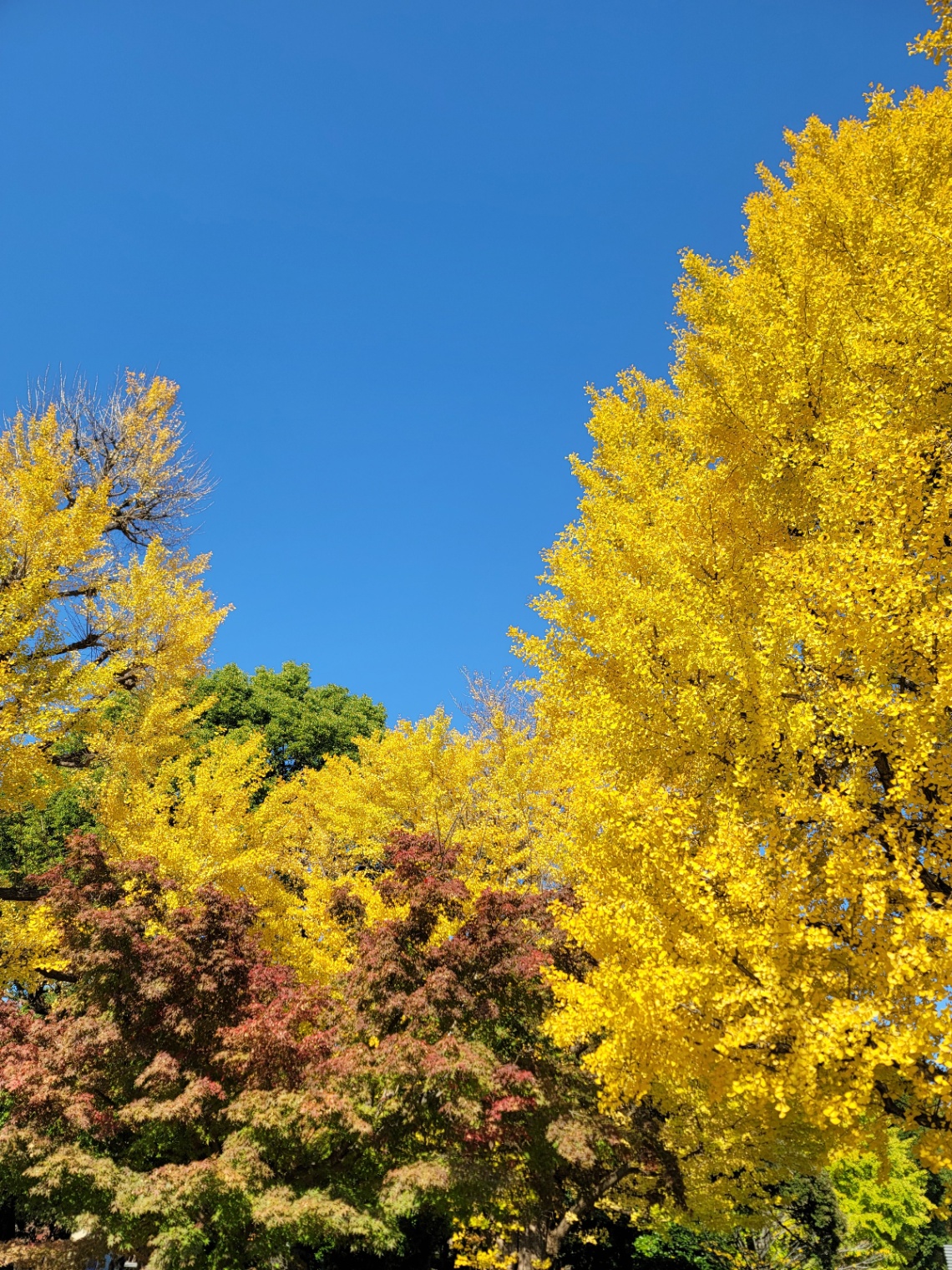 上野公園の銀杏と晴れた青空