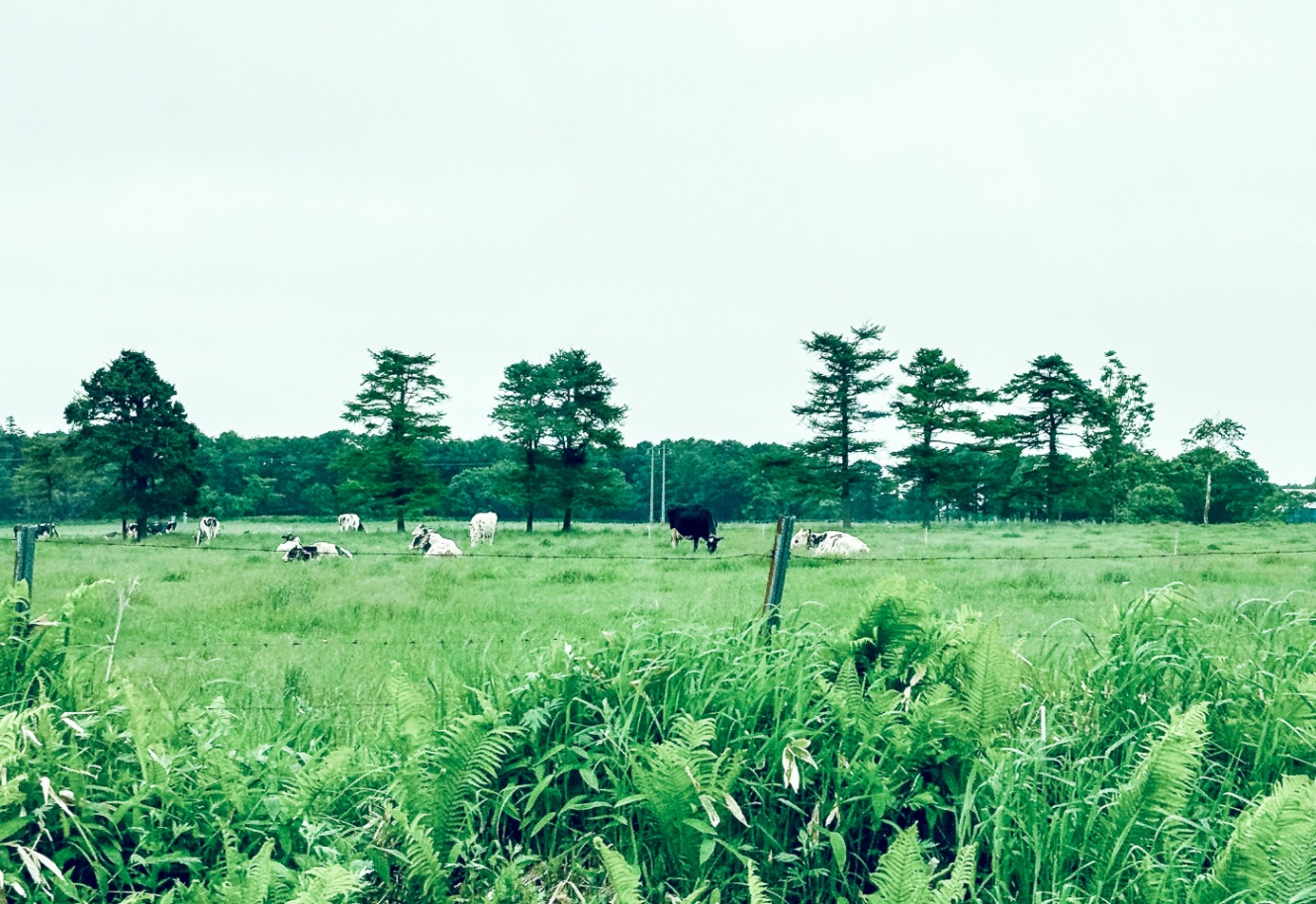 写真：広い原っぱで、牛たちが草を食べたり寝転んだりしている。