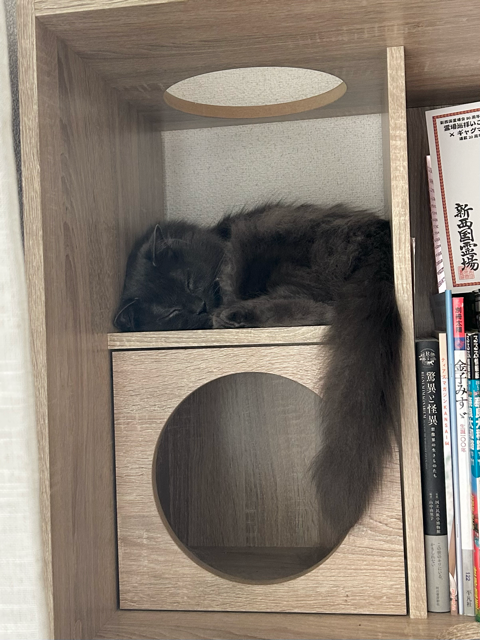 丸くなって眠る猫