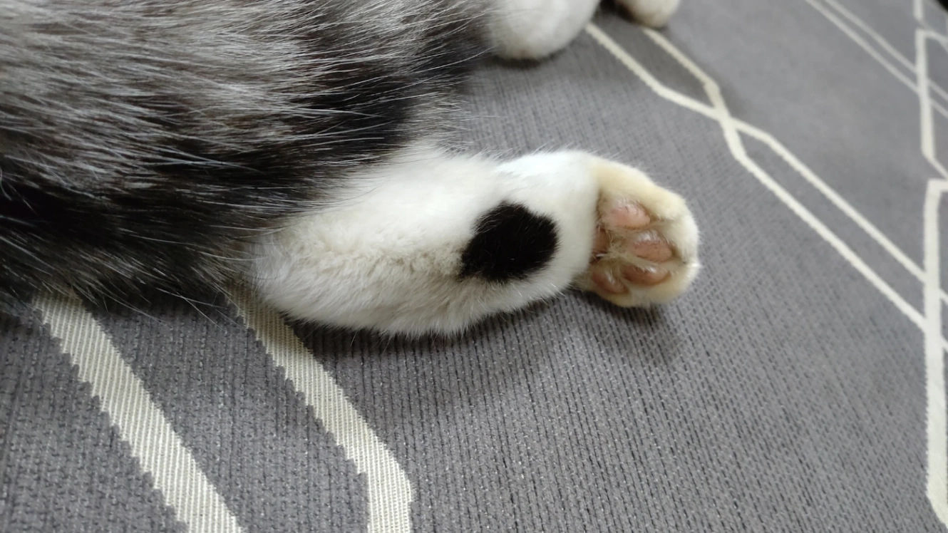 しまわれてすぐの頃ろ猫の足。まだ肉球が汚れている