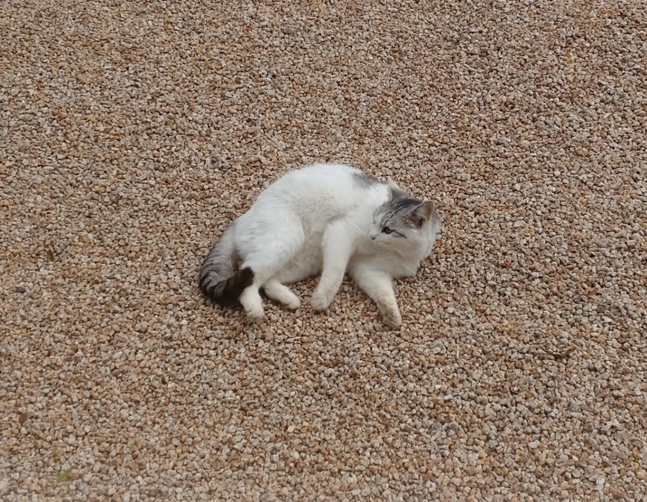 庭にて、砂利の上でくつろぐ猫