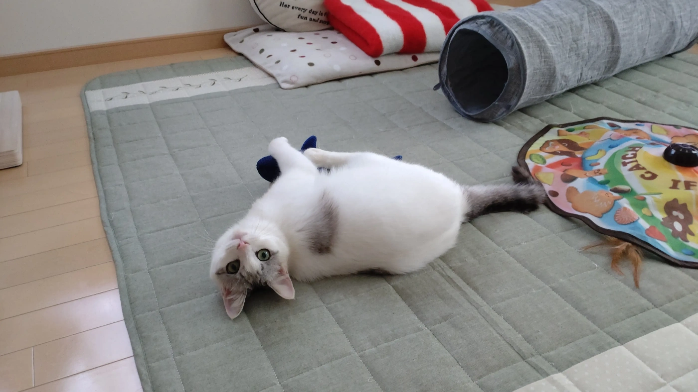 蹴りぐるみを蹴りながら振り向く猫