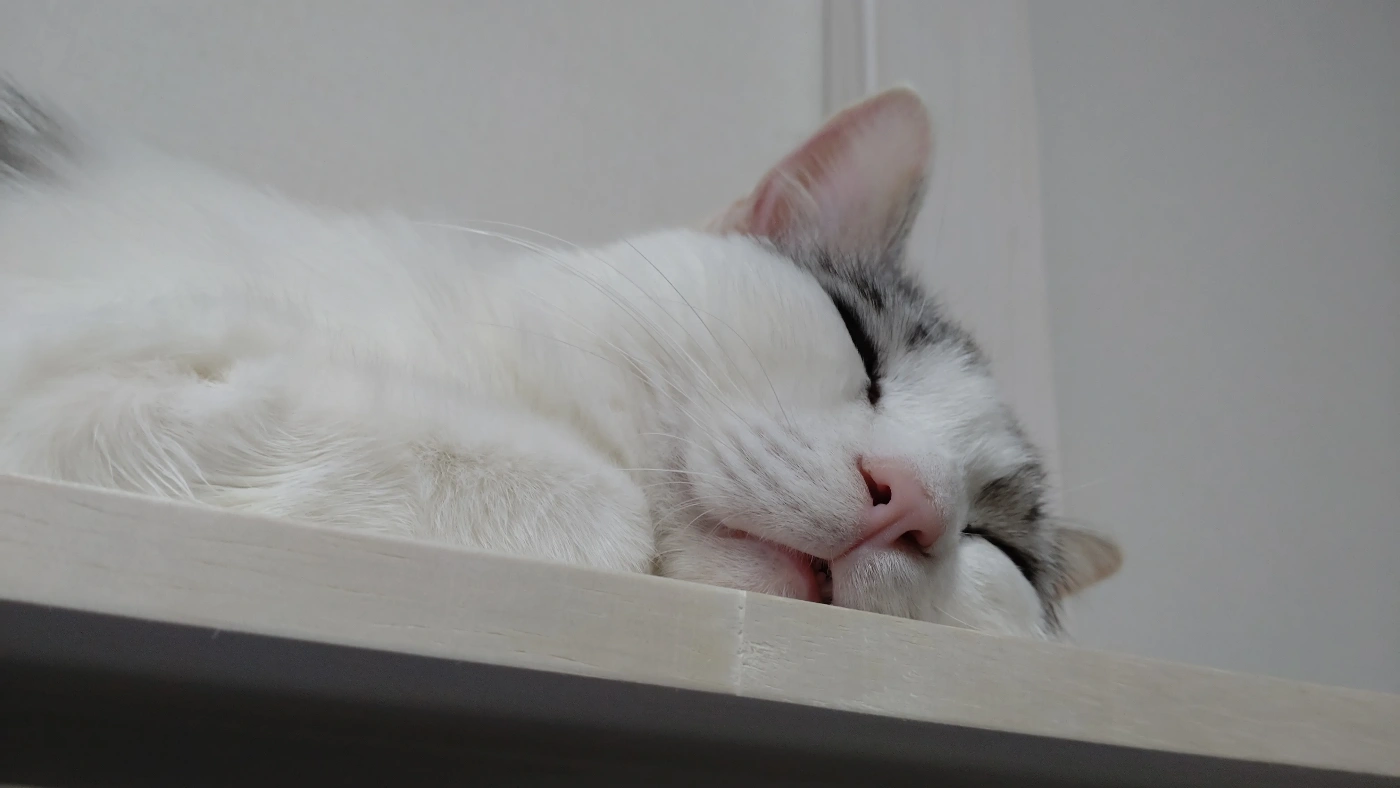 キャットウォーク上で寝顔を晒す猫