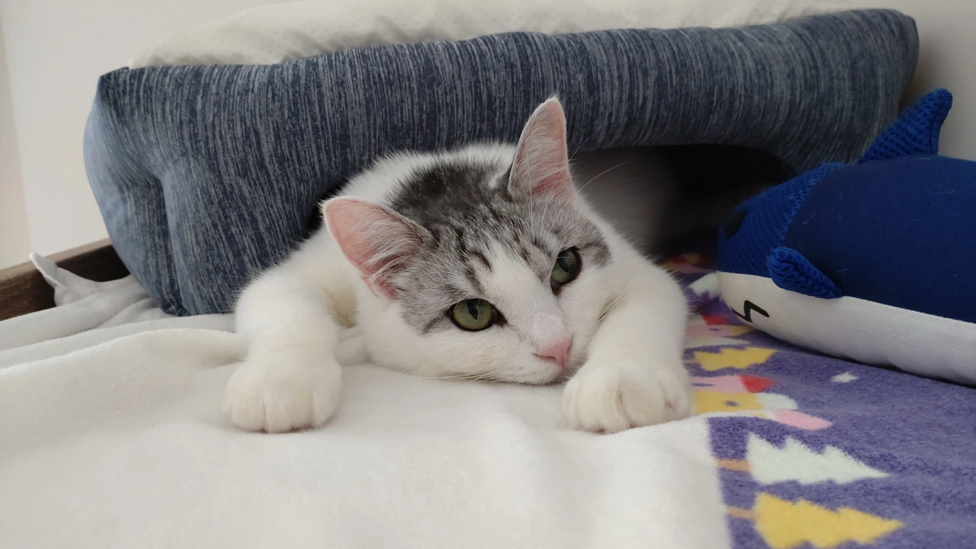 お気に入りのベッドで寝そべる猫