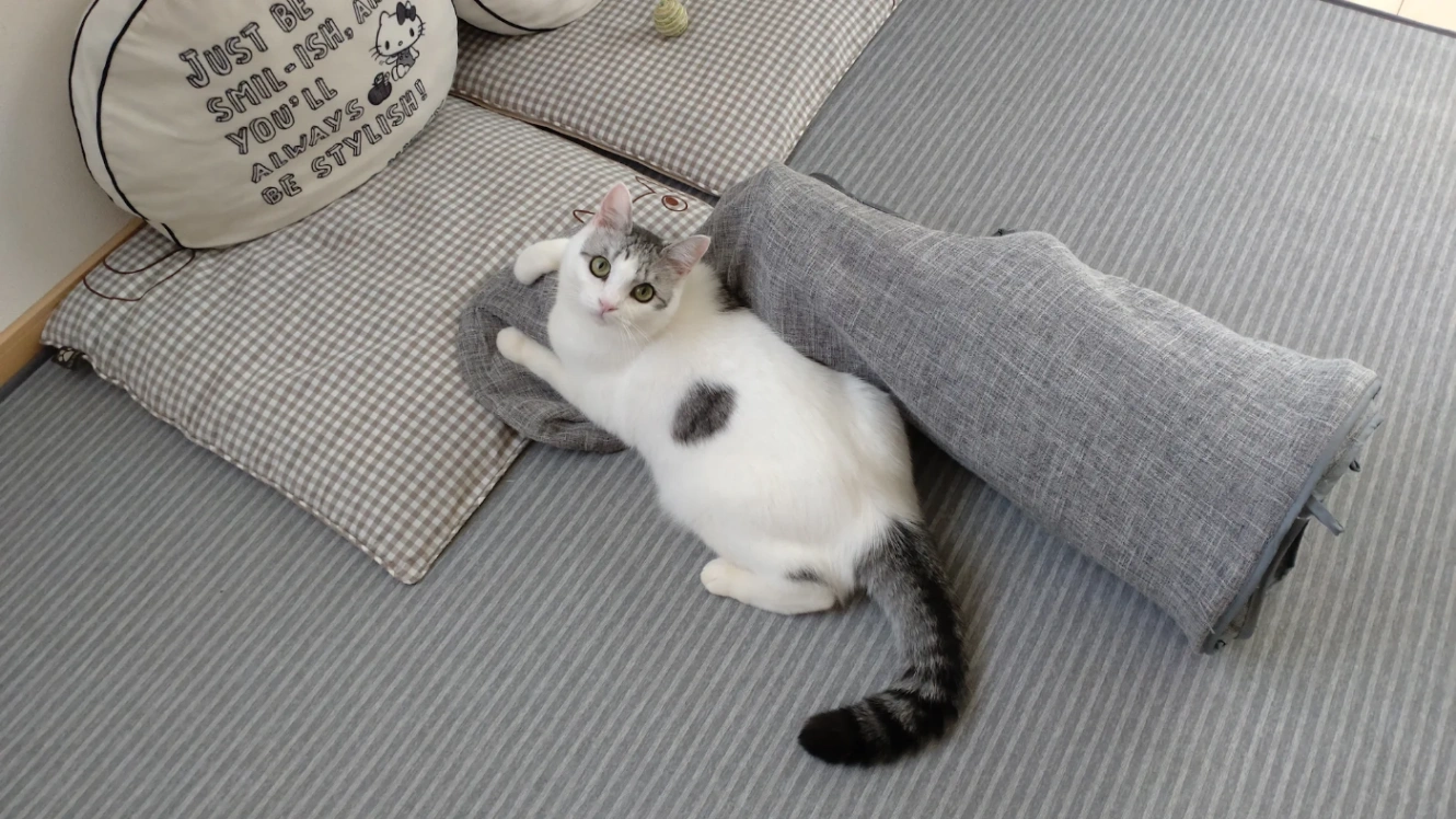ボール遊びの最中、猫用トンネルにのしかかってカメラを見上げる猫