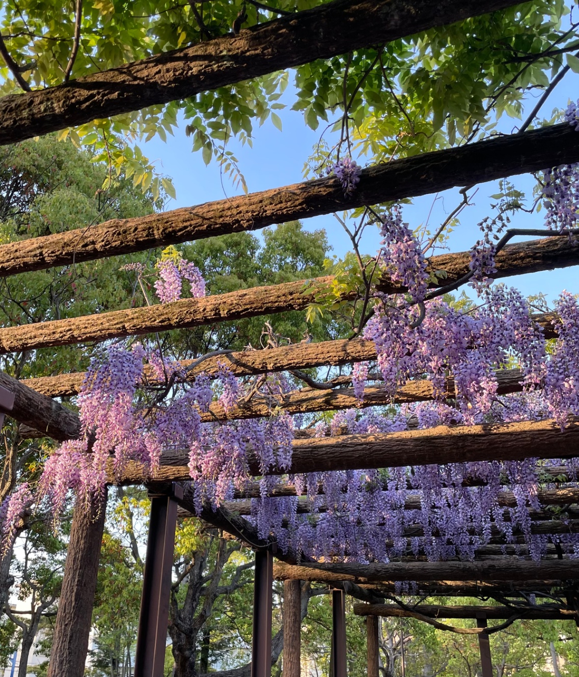 藤の花の咲いた藤棚