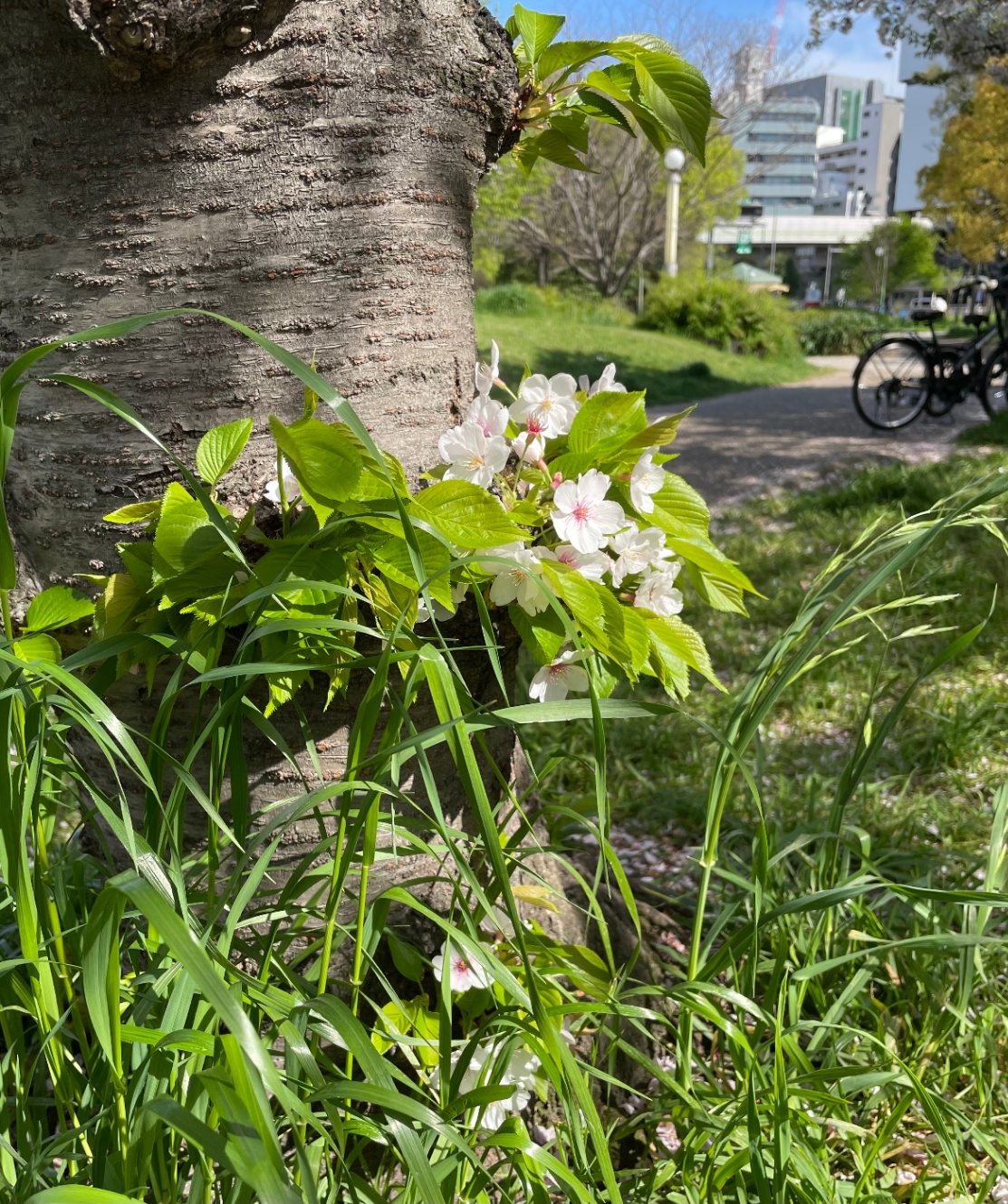 桜の木の根本近くから咲いた花